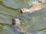 FZ006231 North American river otters (Lontra canadensis).jpg